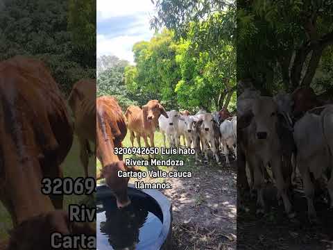 3206942650 Luis hato Rivera Mendoza Cartago Valle cauca llámanos.