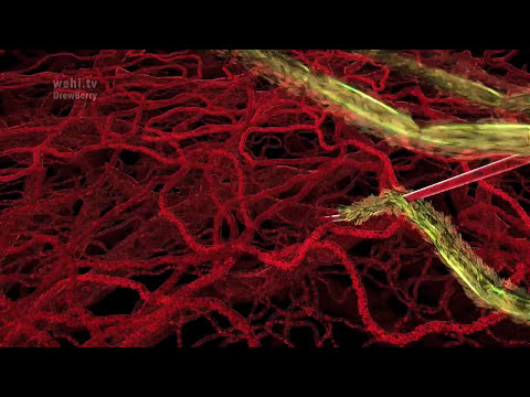 Malaria Lifecycle -- no narration (2016) by Drew Berry wehi.tv