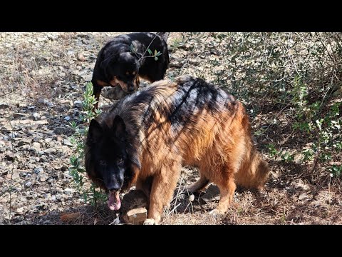 🌄 Paseo diario con Nahla & Dana 🐾 | Naturaleza en la Albera catalana#perros paseo con perros” 🐾