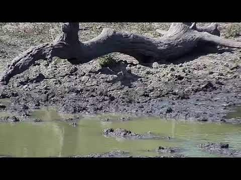 Djuma: Water Monitor Lizard juvenile goes on an adventure - 14:30 - 03/31/19