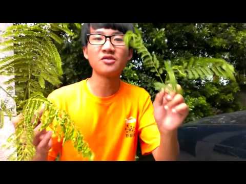 楹名字意思