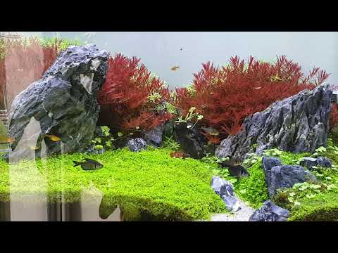 Aquascape | Dario black tiger | Aquascape the nature