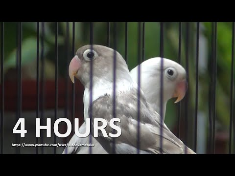 4 Hour Lovebirds Sounds  - Pastel Mauve Black Masked & Pastel Violet