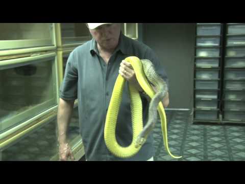 HERPERS MOVIE TRAILER