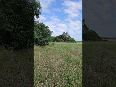 Campo Carlota Ledesma de Rios. Colonia Merou. Parana Campaña. Entre Rios. 2