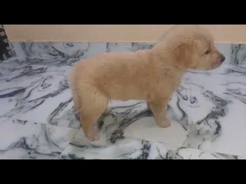 retriever puppies available for sale at kushagra dog kennel call now 8303399198