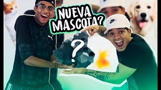 Adoptamos Nueva Mascota En La Mansion | JuanTavarezTV