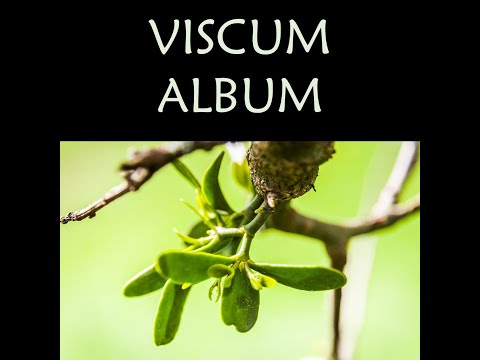 Miniatura: Viscum album
