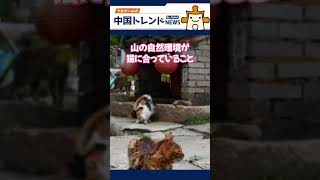 日本の猫島と似てる?中国河北の山村が猫だらけに