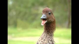 Download lagu duck sing sound effects / ringtone - bebek bernyanyi lucu mp3 Download lagu duck sing sound effects / ringtone - bebek bernyanyi lucu mp3