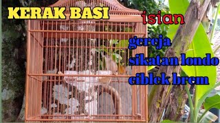 Download lagu Burung kerak basi,isian gereja tarung,sikatan londo,dan ciblek brem... mp3