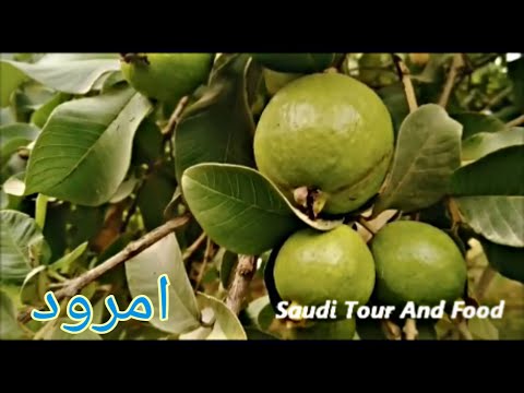Guava Garden Visit by Moazzam Aslam | امرودکےباغ کی سیر | Saudi Tour And Food