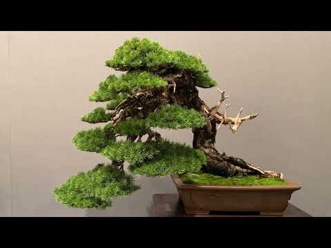IV UBE BONSAI SHOHIN MADRID PART 3