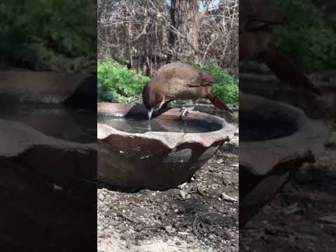 Birdday 166 Carpintero del cardon CAcholote 270825