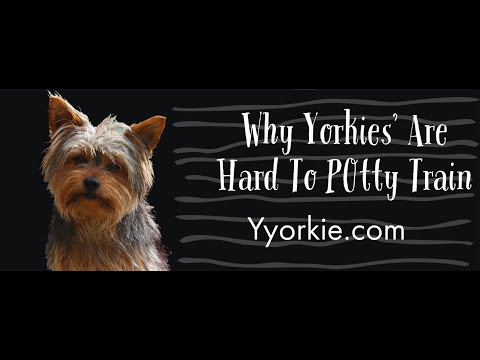 1st YouTube video about are yorkies hard to train