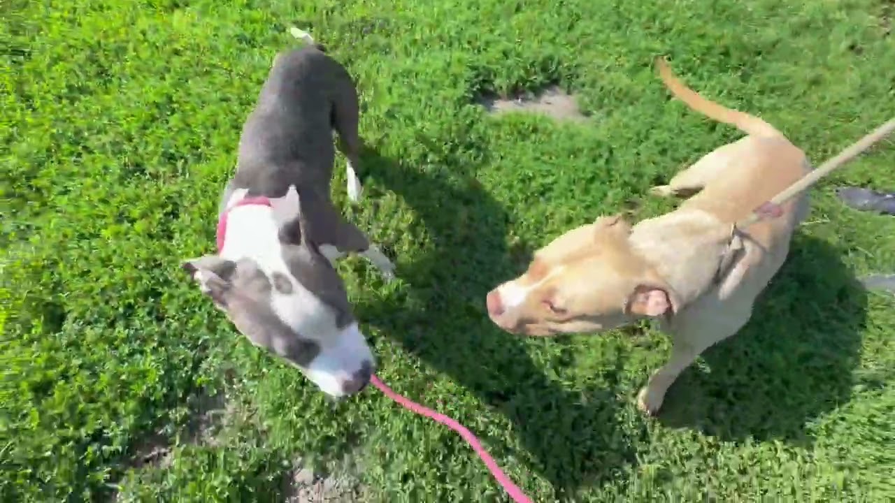 Forest's Leash Test