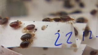 Bedbug trap invented by B.C. scientists