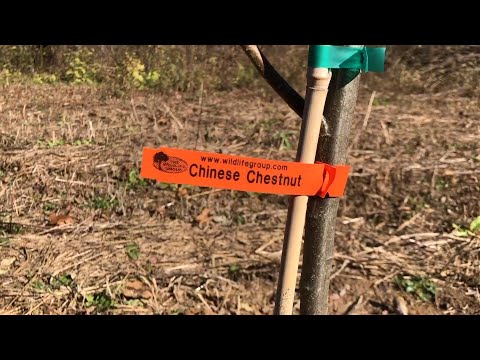 Tree Plantings for Wildlife