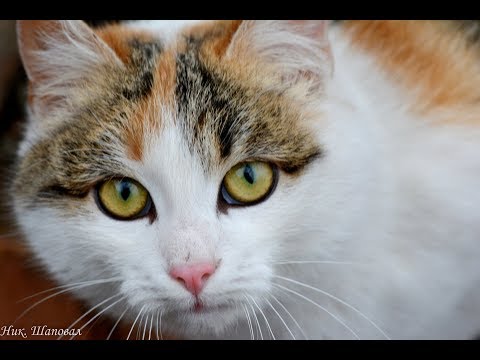 Фото сессия Коты и Кошки нашего Двора