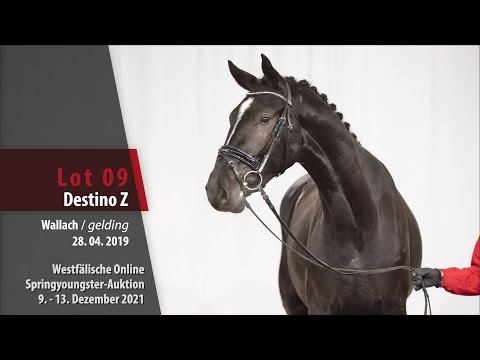 Online Springyoungster-Auktion Lot 9 Destino Z Wallach v. Dominator Z - Carolino