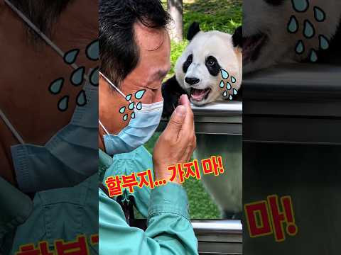 결국 눈물 터진 푸바오..💦강할부지와의 안녕🫣 #강바오 #푸바오