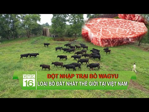 , title : 'Đột nhập trại bò Wagyu - loại bò đắt nhất thế giới tại Việt Nam | VTC16'