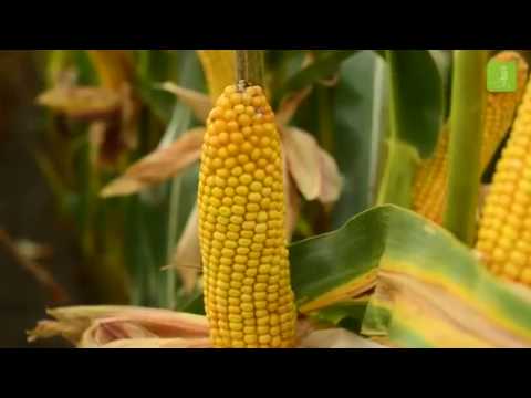 FarmSaat AG - Maissorte Farmicus