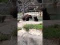 Detroit Zoo Bear Brawl