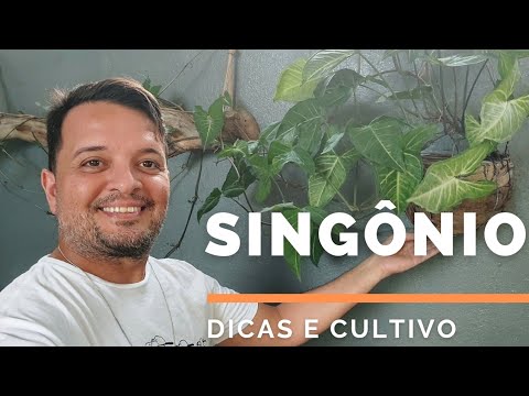 , title : 'COMO CULTIVAR O SINGÔNIO I SYNGONIUM PODOPHYLLUM I Ricardo Brito'