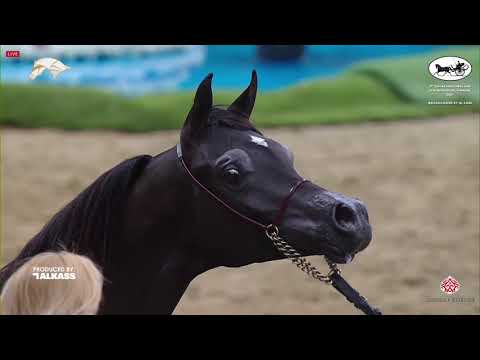 N.145 NEMR AL ADEED - 9th Qatar National AHS for Individual Owners - Yearling Colt (Class 4B).mp4