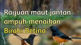 Download lagu ampuh menaikan Birahi murai Betina _ Suara murai jantan merayu betina minta Kawin mp3