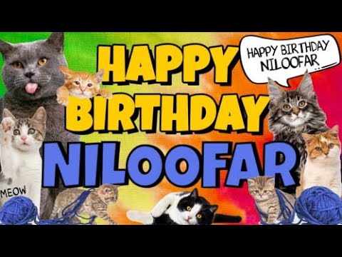Happy Birthday Niloofar! Crazy Cats Say Happy Birthday Niloofar (Very Funny)