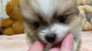 ハーフ犬の動画01