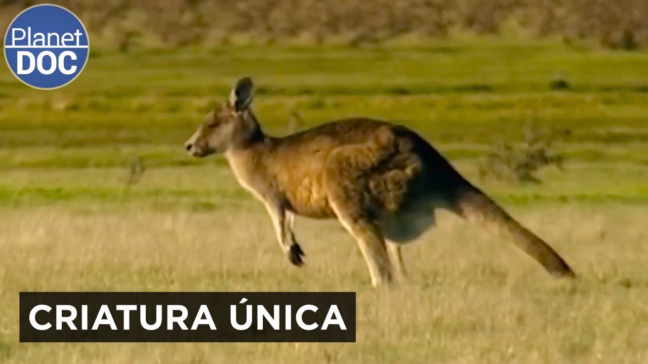 Tasmania: El Tigre Fantasma y el Demonio | Documental Completo | Planet DOC