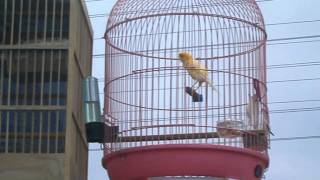 Download lagu Kenari rusia atau Russian Canary mp3 Download lagu Kenari rusia atau Russian Canary mp3