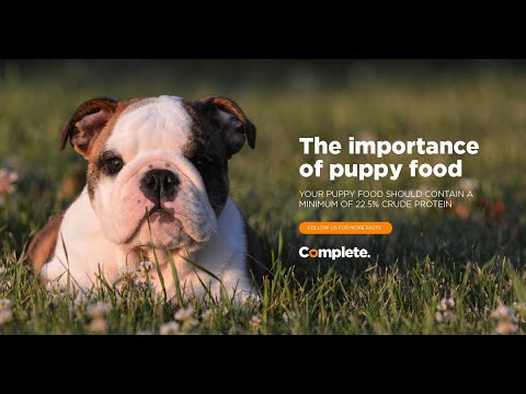 Protein Considerations for Pups and Adults