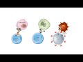 B CELLS And T CELLS EXPLAINED