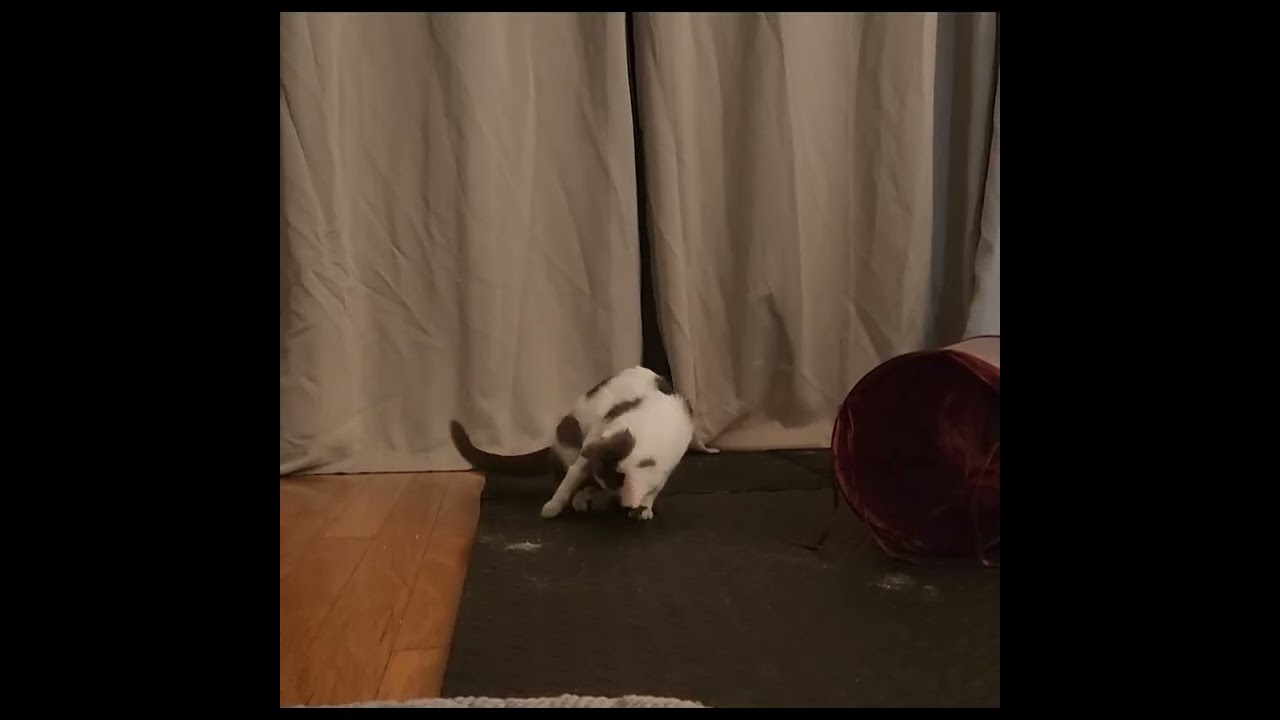 Mr. Smirk, a Adoptable mixed breed in Hyattsville, MD video 2/6