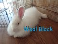 Pineapple Juice Saved my Rabbit's Life/Treating Rabbit Wool Block