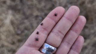 Есть ли клещи в августе на алтае