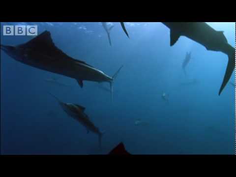 Plachetníci (sailfish) při lovu - podvodní záběry BBC