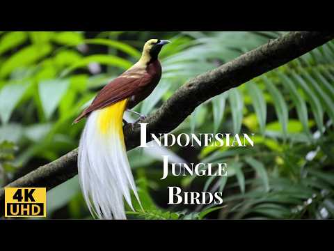 The Most Beautiful Birds of Indonesia 4K: Exotic Tropical Birds in Action
