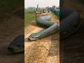 दुनिया का सबसे बड़ा सांप Biggest Snake In The World Anaconda