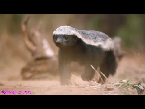 Honey Badger vs. Rat