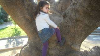 Viveros : &aacute;rbol