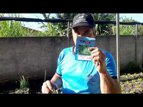 LEARN HOW TO SOW LETTUCE!!! - Hortaliças Azeredo