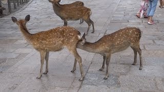 preview picture of video 'Polite Deer bowing for food @ Nara park - Nara, Japan'