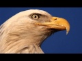 The Eagles Hotel California-True HD Audio-320 ...