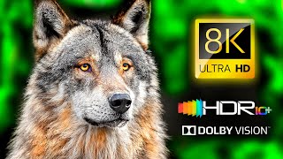 STUNNING COLORS 💥 Fantastic HDR 8K 120FPS Dolby Vision - 4K Video #8K