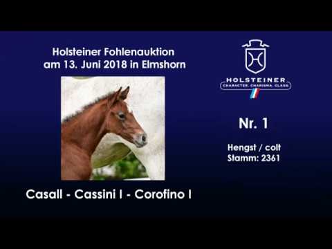 Holsteiner Fohlenauktion im Juni | Nr. 1 v. Casall - Cassini I